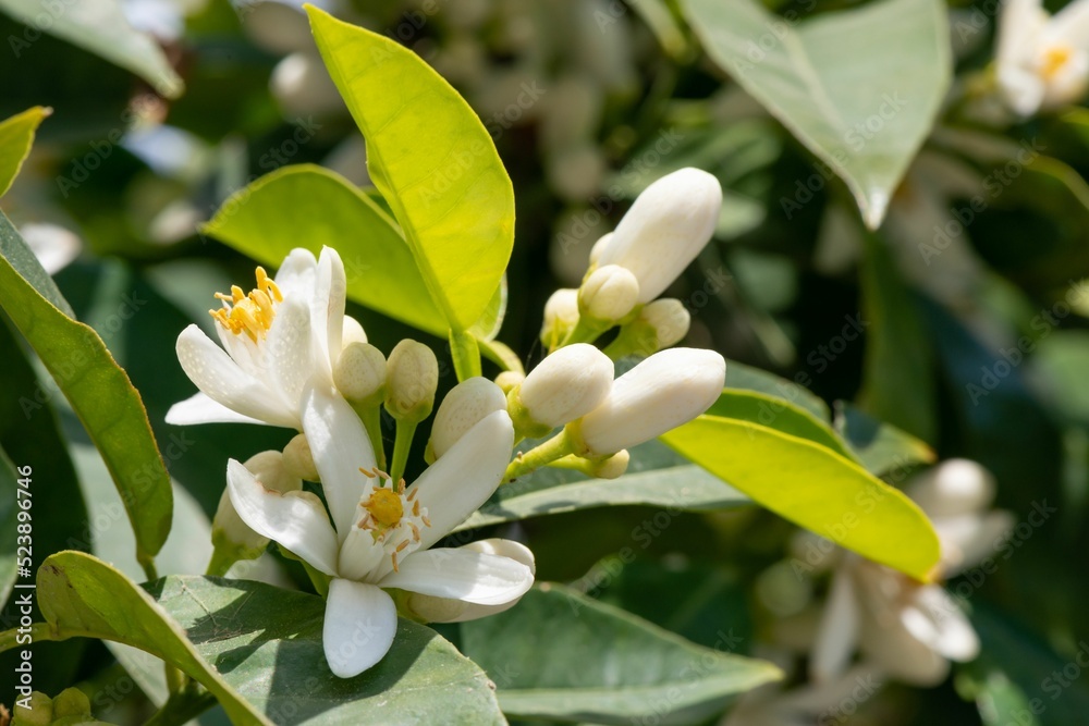 Sticker closeup shot of orange blossom flowers on green leaves