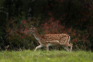 Doe of fallow deer on the meadow. Deer during autumn season. European nature. 