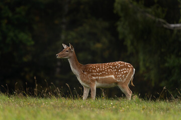Naklejka na ściany i meble Doe of fallow deer on the meadow. Deer during autumn season. European nature. 