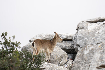 Iberian ibex in Pyrenees mountains. Subspecies of Ibex in Spain. European nature. 