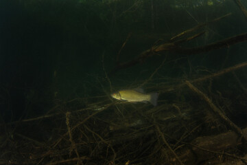 Tench is moving between the sunken trees. Shoal of fish in the lake. Underwater photography in fresh water. 