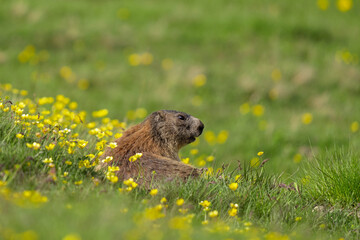 Naklejka na ściany i meble Alpine marmot is on the meadow. Marmot next to the burrow. Nature in Dolomites. 