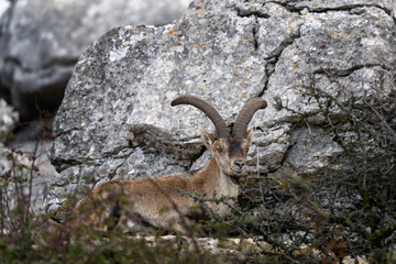 Iberian ibex in Pyrenees mountains. Subspecies of Ibex in Spain. European nature. 