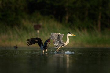 Grey heron and black stork are fighting on the pond. Ornithology on the european pond. European spring nature. 