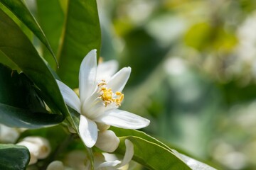 Closeup shot of an orange blossom flower with blurred background