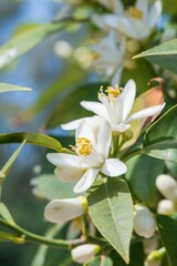 Vertical closeup shot of orange blossom flowers on sweet orange tree