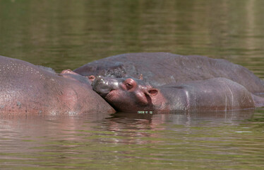 Baby hippo; baby hippopotamus; mother and calf hippo; hippo calf; hippopotamus in water; smiling hippo; hippo close-up; hippo from the Nile river Murchison falls National Park, Uganda