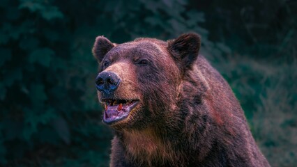 Close-up portrait of a Grizzly bear with its mouth open