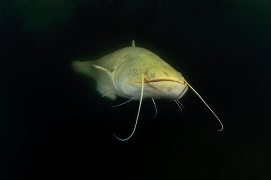 Schtein Fish รูปภาพSheat-Fish – เลือกดูภาพถ่ายสต็อก เวกเตอร์ และวิดีโอ1,958 | Adobe ...