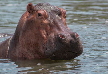 hippopotamus in water; smiling hippo; hippo in the water; hippo head; head of a hippo; hippo close-up; hippo from the Nile; hippopotamus from Nile river, Murchison falls National Park, Uganda	