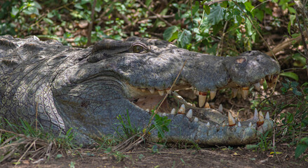 Nile Crocodile; Crocodile with its mouth open basking in the sun; crocodiles resting; Nile crocodile from Murchison Falls Uganda