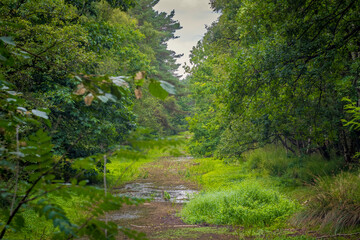 View at nearly dried up anti tank canal during summer at Mastenbos in Kapellen