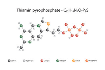 Molecular formula and chemical structure of thiamin pyrophosphate