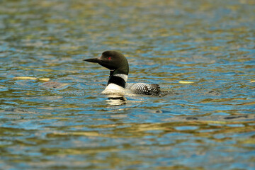 Loon swimming on the water in bright light