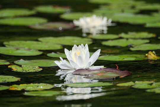 White water lily flower with lilypads on water surface