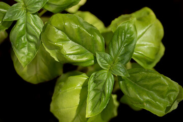 Fresh basil leaves photographed from above against a dark background.