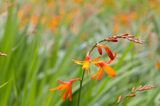 Closeup of beautiful orange Coppertips flowers blooming in a garden