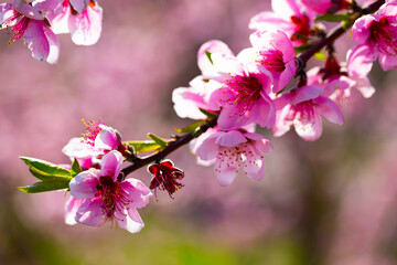 Closeup of peach flowers on tree branches in spring orchard..