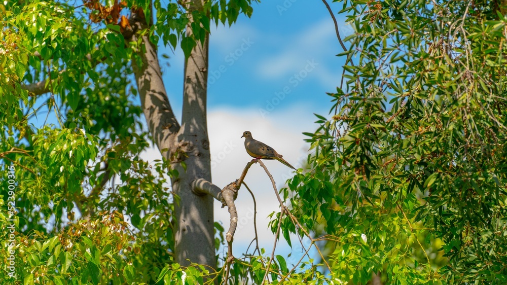 Sticker closeup of beautiful mourning dove sitting on branch of green tree in park under blue sky