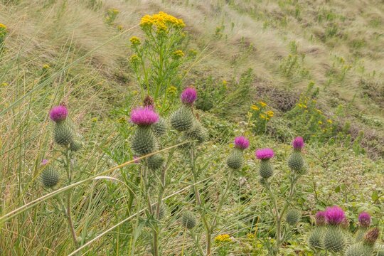 Closeup of bull thistles blooming in the meadow, Cornwell, UK