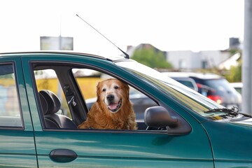 Dog looking out of car window in parking lot, waiting for handler.