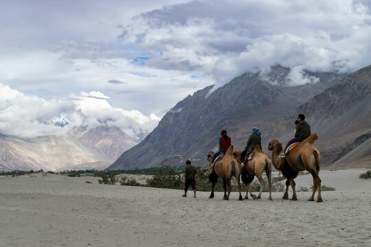 Group of people riding on camels in Hunder village in Nubra Valley in India
