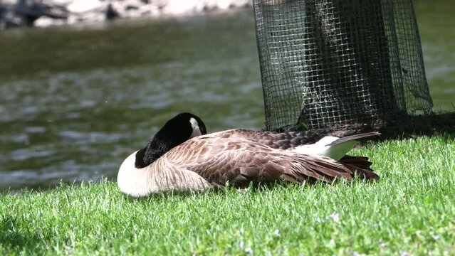 Closeup of a Canadian goose lying in the sun near a river