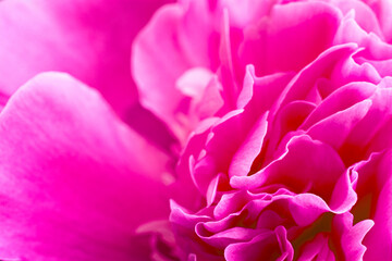 Pink rose close-up can use as wedding background. Soft blur focus. In sepia vintage pastel toned