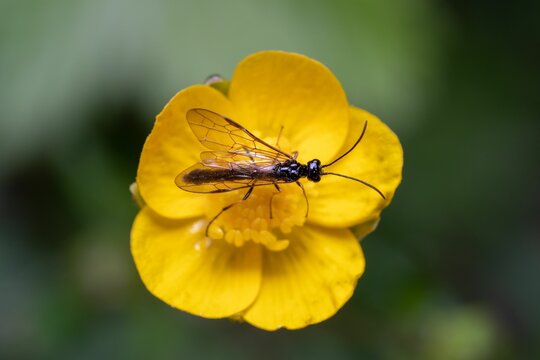 Macro shot of a Cephoidea perched on a yellow flower