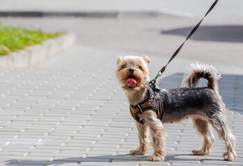 A Yorkshire terrier with a protruding tongue, with a short haircut walks on a leash on an asphalt path. A Yorkshire terrier walks on a leash on a summer day. Small pet dogs. The concept of pets.