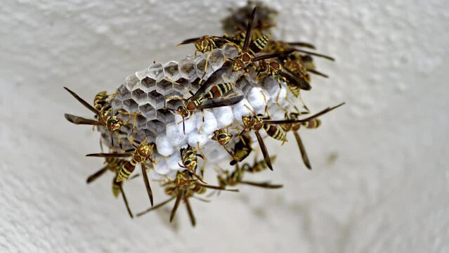 Closeup of wasps swarming on a vespiary