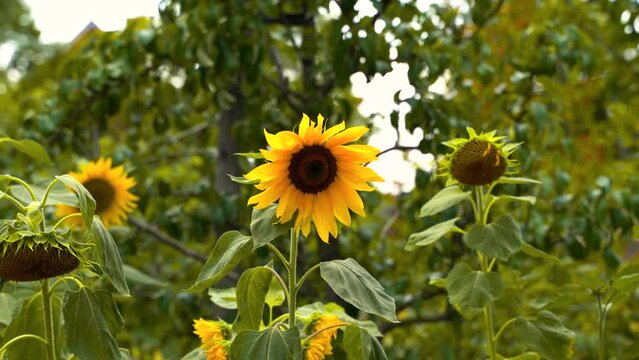 HD of the sunflower field