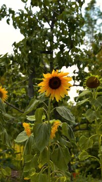HD of the sunflower field