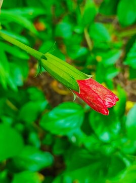 Fresh Green Hibiscus Rosa Sinensis Flowers Plants In A Garden Photo