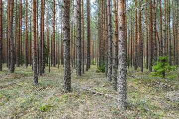 Perfect rows of trees in the pine forest