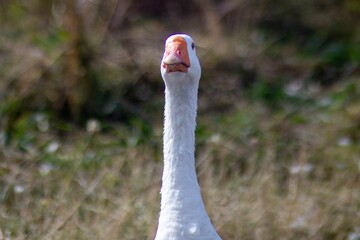 Close up photo of a Goose looking at the camera © Wirestock Creators