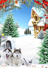 winter wallpaper with a wooden house a husky dog and bullfinches in a winter forest on a background...