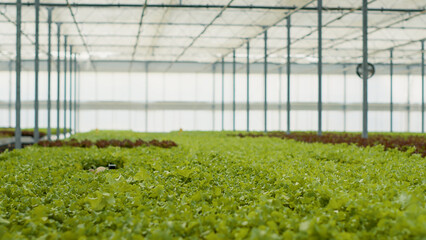 No people in greenhouse with plots of organic green lettuce fully grown ready for harvesting in hydroponic enviroment. Empty hothouse with bio vegan plants being grown organically with no pesticides.