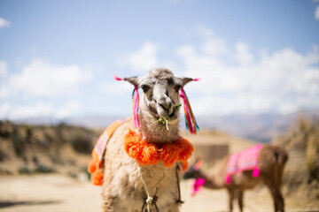 Llama masticando alfalfa en un valle de perú. Concepto de animales en america del sur.