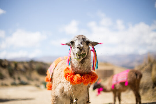 Llama masticando alfalfa en un valle de per&uacute;. Concepto de animales en america del sur.