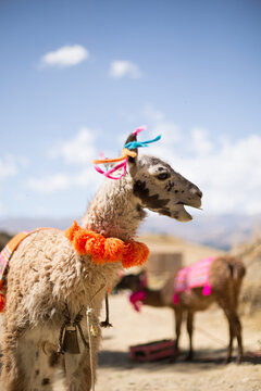 Llama masticando alfalfa en un valle de per&uacute;. Concepto de animales en america del sur.