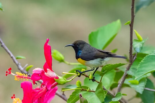 Newton's sunbird, male, beautiful bird in Sao Tome