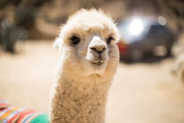 Obraz premium Alpaca mirando a la cámara en un parque recreacional de Perú. Concepto de animales. 