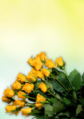 bouquet of yellow roses on a white-yellow background