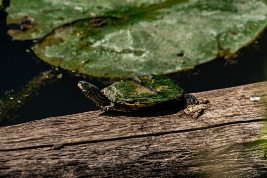 Northern map turtle on wooden log in Lake Ontario in Canada