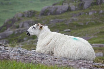 White sheep lying on a rock at Dursey Island in Ireland