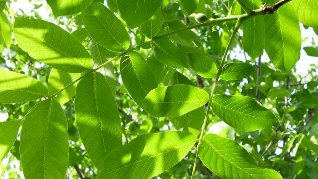 Large walnut leaves and green fruit in the breeze, under the wide open sky. Unripe fruit of walnut tree. Juglans regia in summer