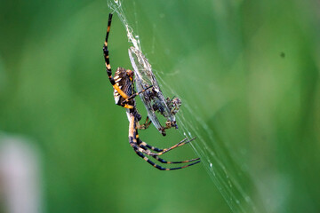 Spider with prey