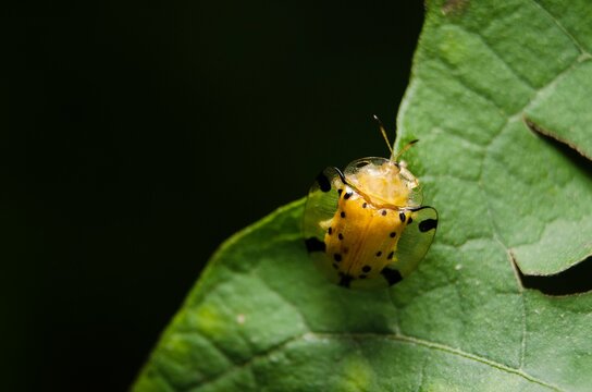 Closeup shot of a yellow aspidomorpha miliaris on the green leaf