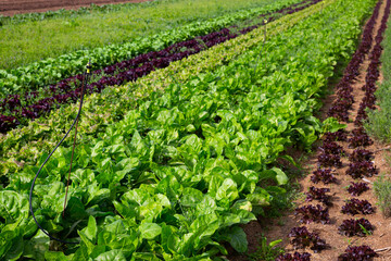 Fototapeta na wymiar View of farm field planted with ripening varieties of organic leafy vegetables ..